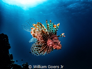 Lionfish in the water column by William Goers Jr 